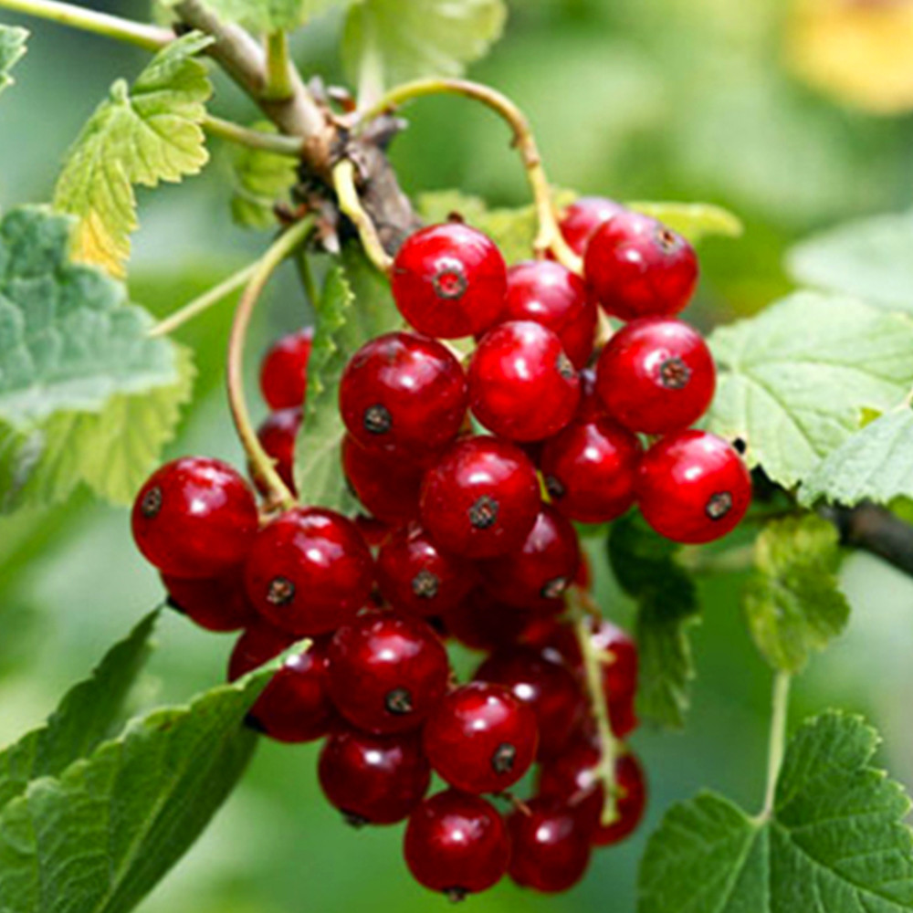 Саженцы смородины Львовянка Черновцы - изображение 2