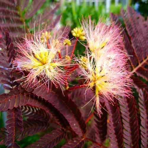 Саджанці альбіції Літній Шоколад (привитий) - 2-річний Чернівці