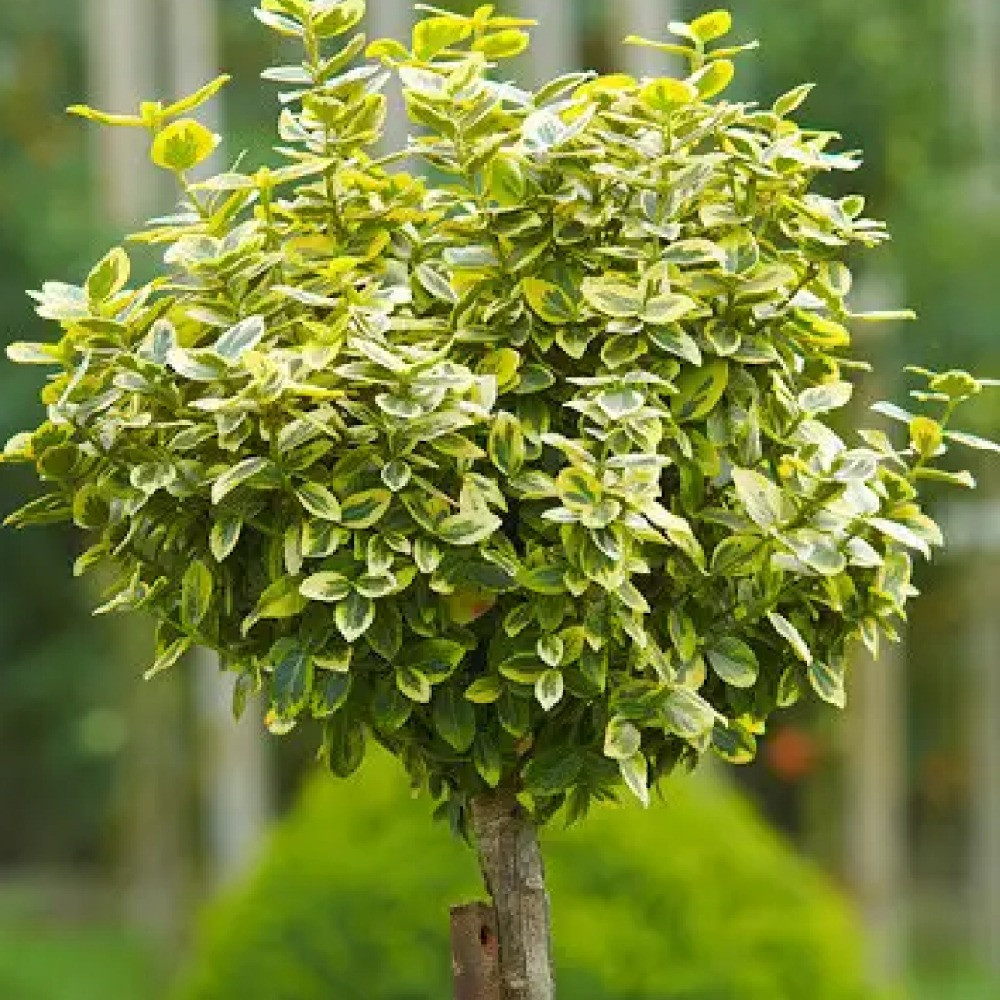 Саджанці бірючини на штамбі Ауреум (привитий) Чернівці - фото 2