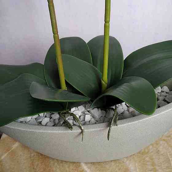 Штучна латексна орхідея VIP у бежевому керамічному кашпо на дві гілки бордовий градієнт Дніпро