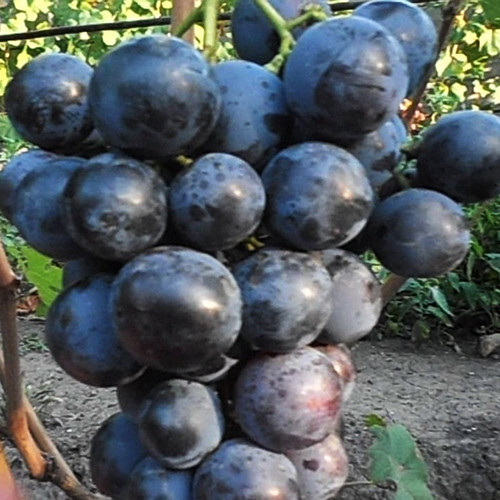 Саженцы винограда Назарий (черенкованный) - 2-летний Черновцы - изображение 1