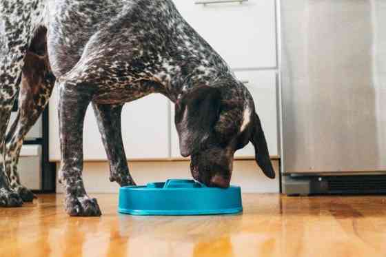 Миска лабиринт для медленного кормления собак Outward Hound Fun Feeder Drop (Аутвард Хаунд Фан Фидер Дроп) Запорожье