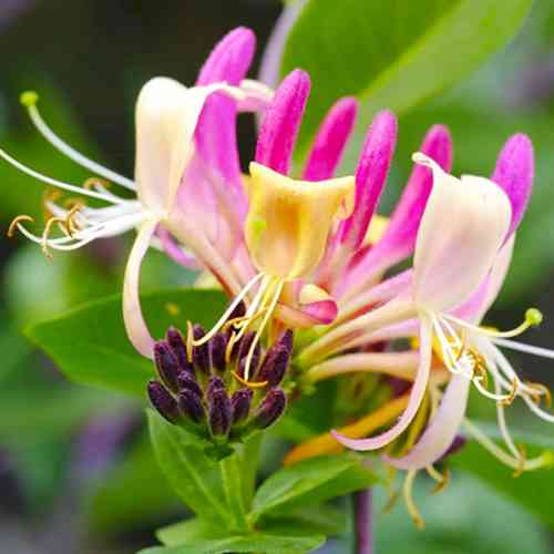 Саженцы жимолости Америкен Бьюти (черенкованный) - 2-летний Черновцы