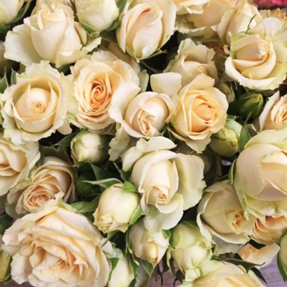 Саджанці бордюрних троянд Крем Грація (привитий) Чернівці - фото 3