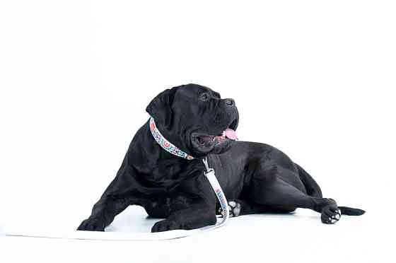 Повідець WAUDOG Design з малюнком "Літо" (ширина 25 мм, довжина 122 см) білий Коломыя