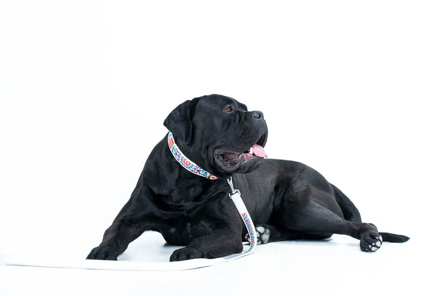 Повідець WAUDOG Design з малюнком "Літо" (ширина 25 мм, довжина 122 см) білий Коломыя - изображение 3