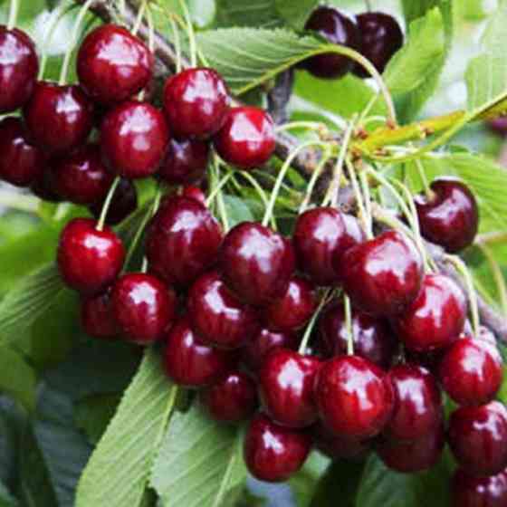 Саджанці черешні Кримська Ошатна (привитий) - 2-річний Чернівці