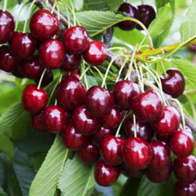 Саджанці черешні Кримська Ошатна (привитий) - 2-річний Чернівці - фото 1