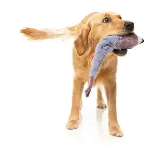 М'яка іграшка для собак FuzzYard Голуб Луцьк