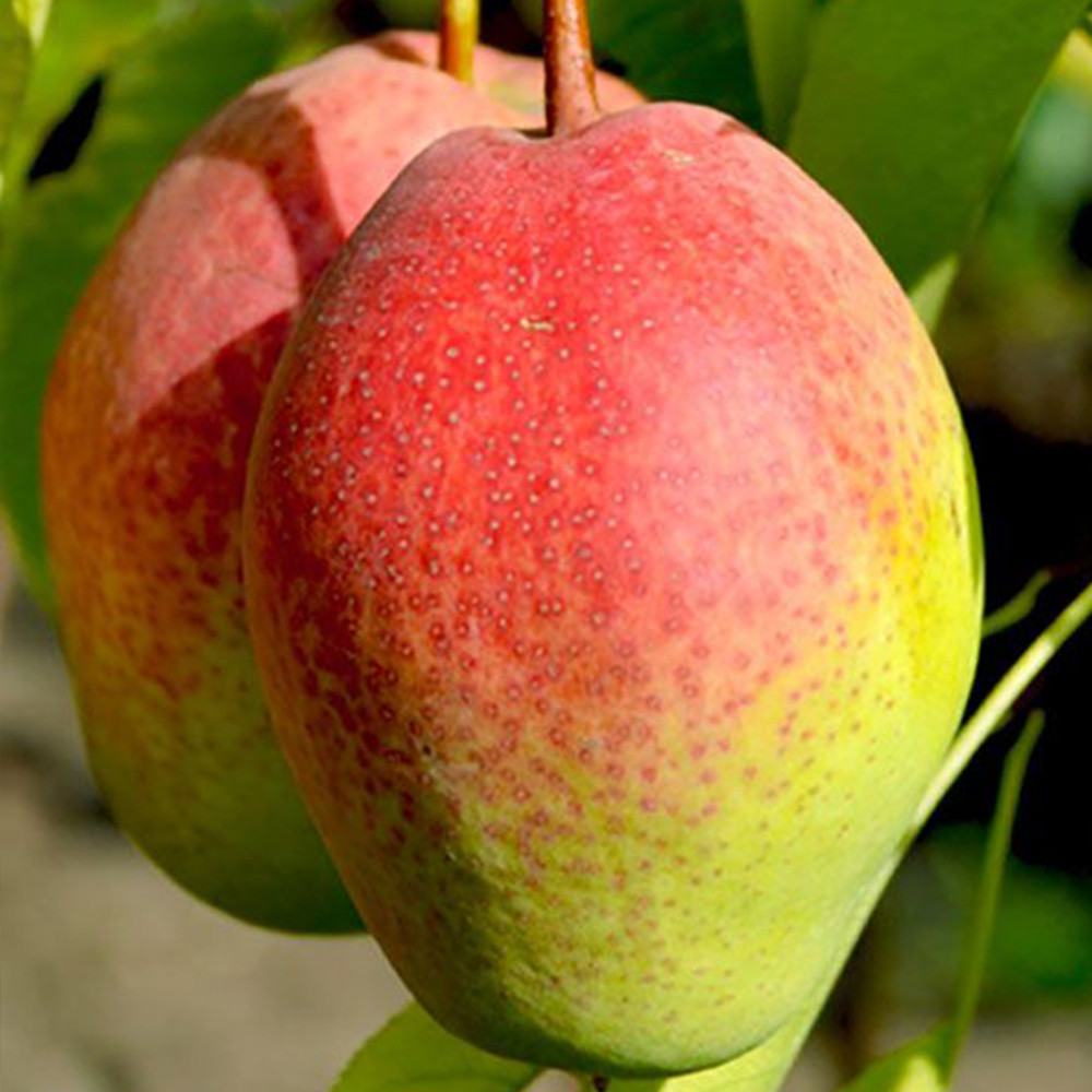 Черенки груши Киргизская Красавица (5 штук) Черновцы - изображение 1