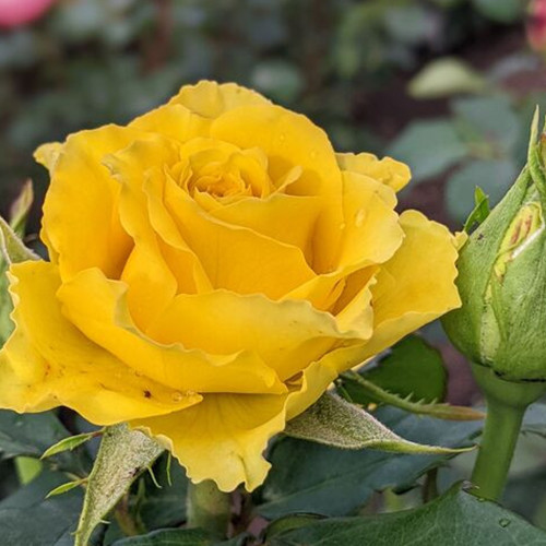 Саджанці троянд Голден Боніка (привитий) - 2-річний Чернівці - фото 1