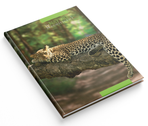Книга канцелярська А4/96 арк."Аркуш""Леопард" # офсет, тверда обкл., 1В2993, шт Київ