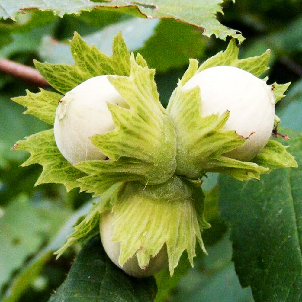 Саженцы фундука Президент (Карамановский) (отводок) - 2-летний Черновцы - изображение 3