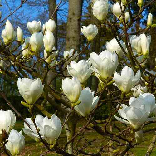 Саджанці магнолії Джейд Лемп (привитий) - 3-річний Чернівці
