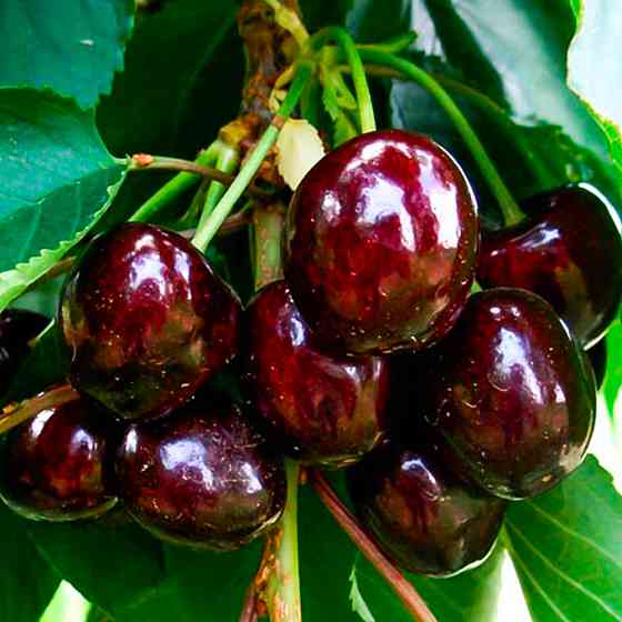 Саженцы черешни Блэк Старр (привита) - 2-летний Черновцы