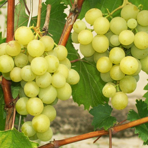 Cаджанці винограду Галбена Ноу (черенкований) - 1-річний Чернівці - фото 1