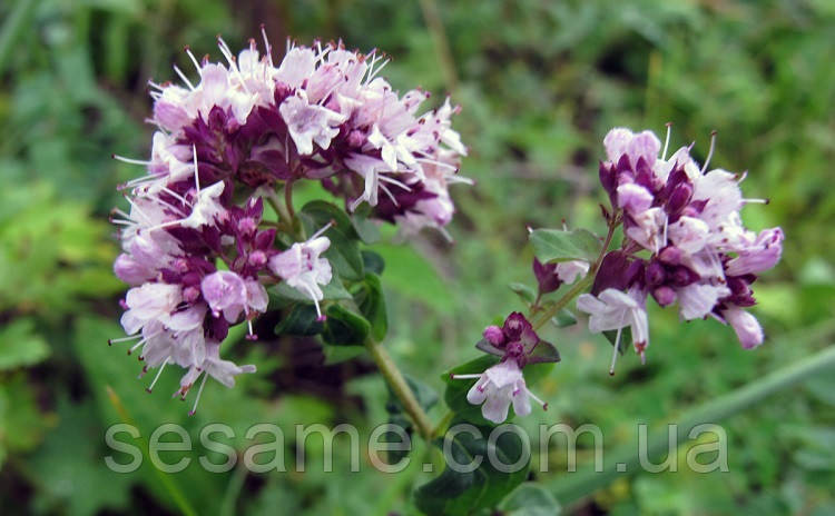 Душица трава, материнка (пак/50грамм) Харьков - изображение 2