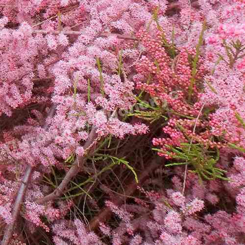 Саджанці тамариксу Саммер Глоу (черенкований) - 2-річний Чернівці