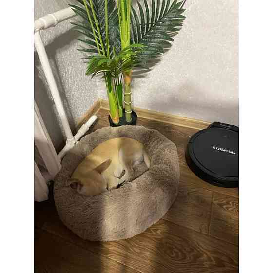 Лежанка для кошек и собак «Ворс» капучино 10049 3XL (100см) Киев