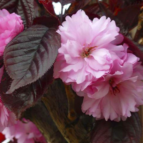 Саджанці сакури Королівський Бургундський (привитий) - 2-річний Чернівці - фото 1