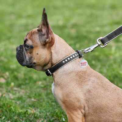 Ошейник для животных WAUDOG Soft с QR паспортом, металлические украшения M Ш 25 мм Д 38-49 см (7206) Винница