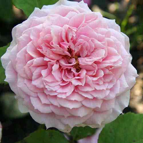 Саджанці троянд Вільям Крісті (привитий) - 2-річний Чернівці