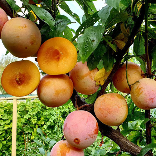 Саженцы диплоидной сливы Байрон Голд (привитый) - 1-летний Черновцы - изображение 1