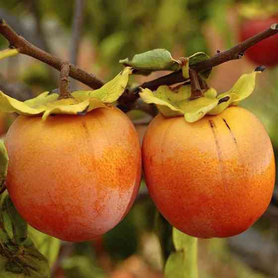 Саджанці хурми Дар Софіївки - 1-річний Чернівці
