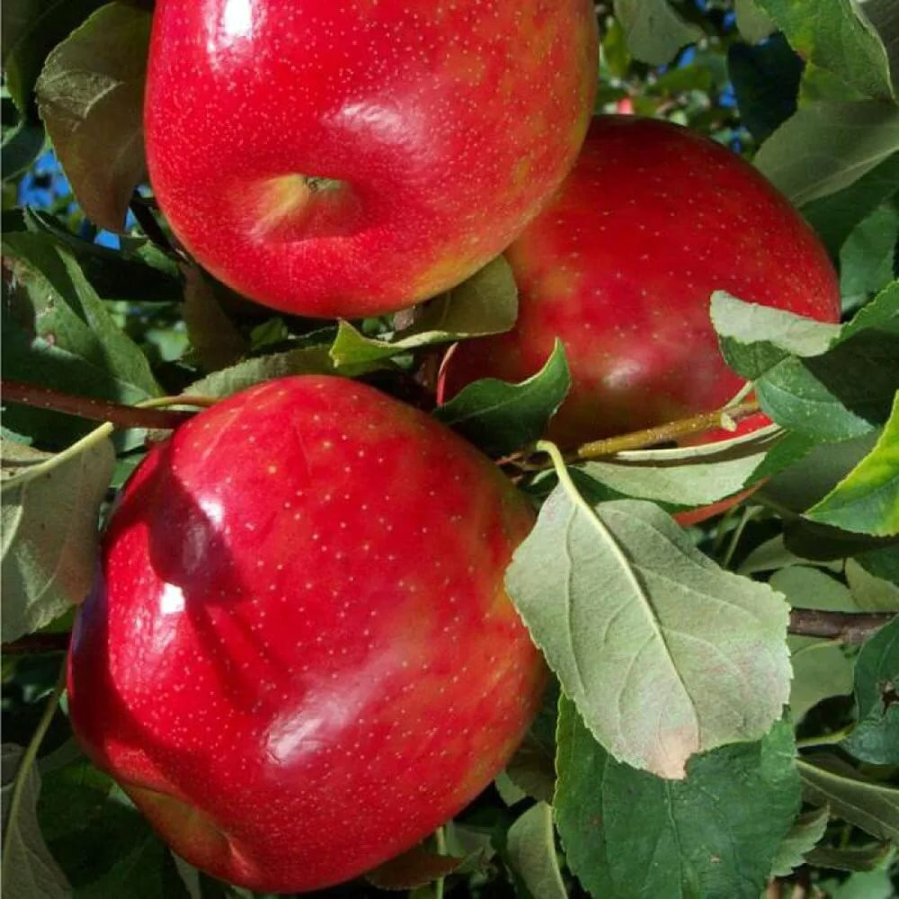 Саджанці яблуні Прима Руж (привитий) - 1-річний Чернівці - фото 3