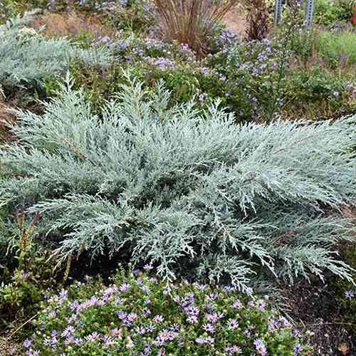 Саженцы можжевельника Виргинский (черенкованный) - 3-летний Черновцы