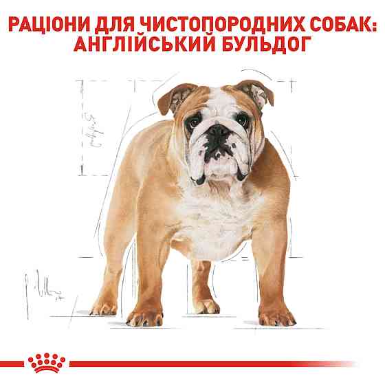 Корм для собак породы Английский бульдог ROYAL CANIN BULLDOG ADULT 3 кг Киев