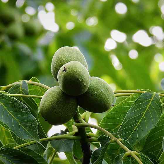 Саджанці грецького горіха Садко - 2-річний Чернівці