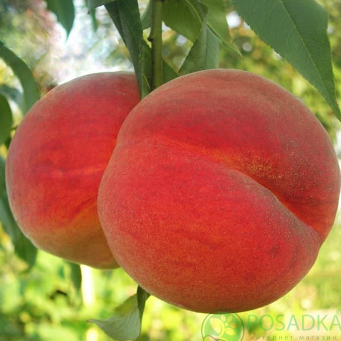 Саджанці персика Рилайнс (привитий) - 2-річний Чернівці - фото 1