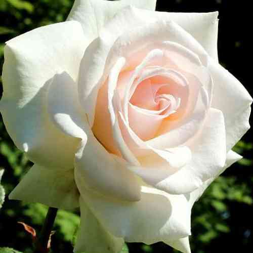 Саджанці троянд Сван Лейк (привитий) - 2-річний Чернівці