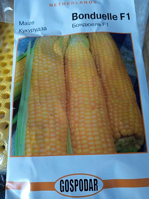 Кукуруза сахарная  