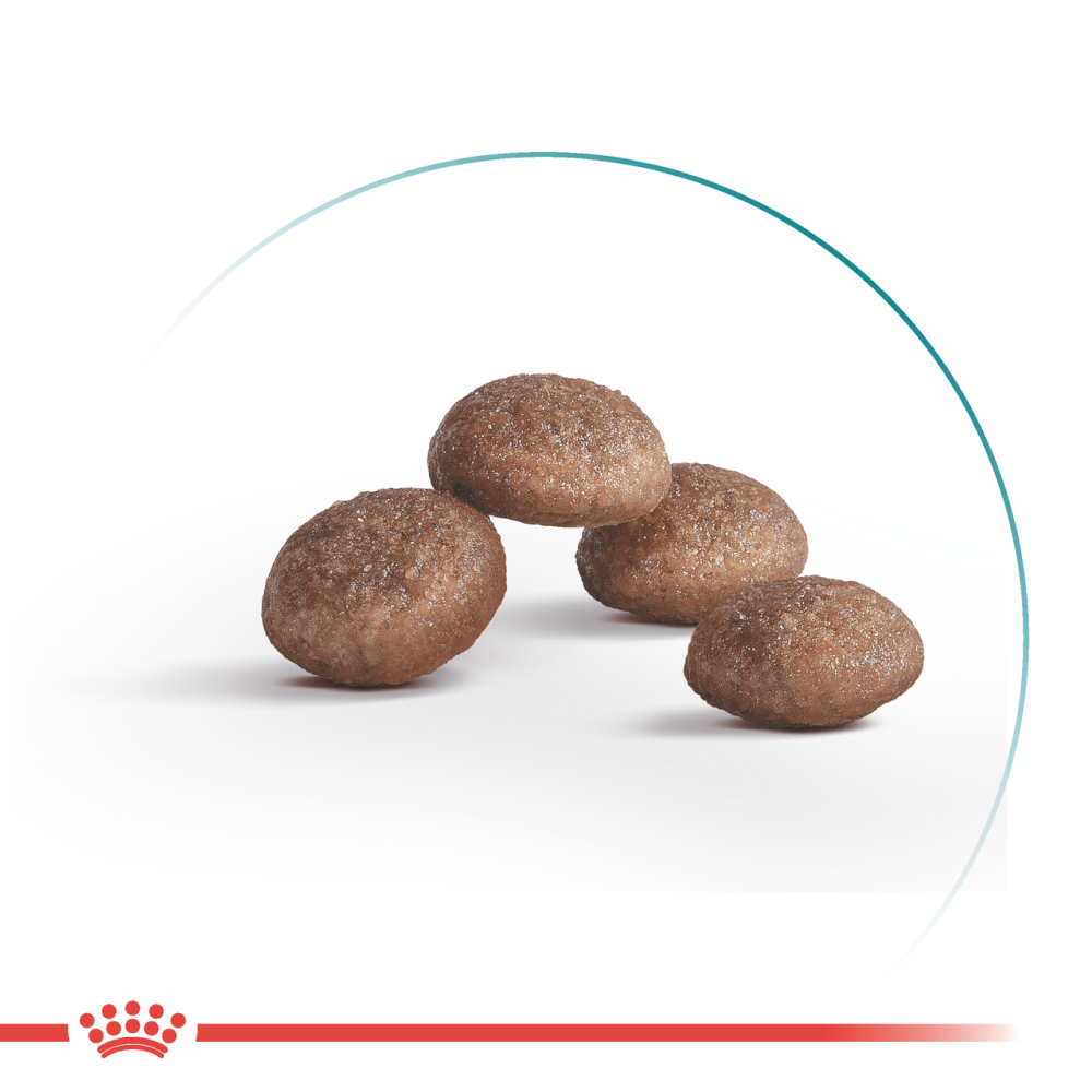 Корм для зрілих домашніх котів ROYAL CANIN AGEING 11+(від 11 років) 0.4 кг Київ - фото 2