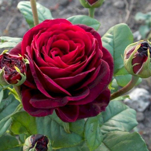 Саджанці троянд Графін (привитий) - 2-річний Чернівці - фото 1