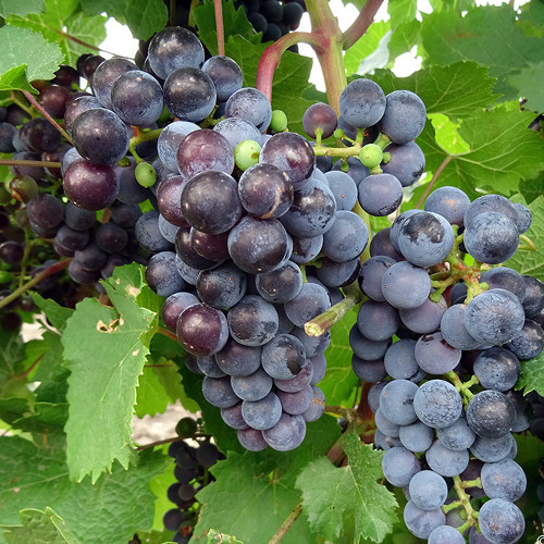 Cаджанці винограду Голубок (черенкований) - 1-річний Чернівці - фото 1