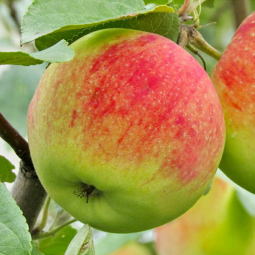 Саджанці яблуні Спасівка (привитий) - 1-річний Чернівці - фото 1