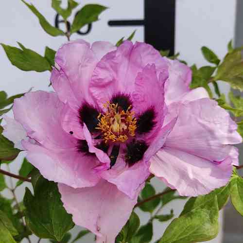 Саджанці піона деревоподібного Пеонія Суффрутікоза (сіянець) - 2-річний Чернівці