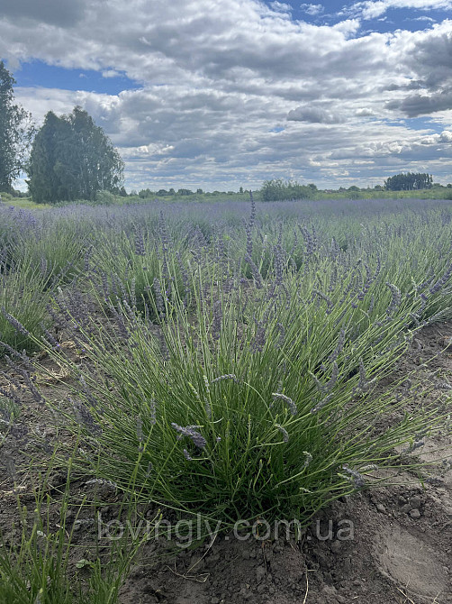 Однорічні саджанці лавандину Гроссо з відкритою кореневою системою Ірпінь - фото 5