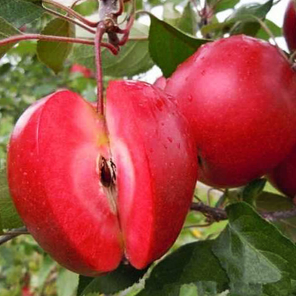 Саджанці яблуні Ред Кетті (привитий) - 1-річний Чернівці - фото 1