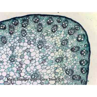 Набір мікропрепаратів Bresser 50 шт (5986002) (931507) Вінниця