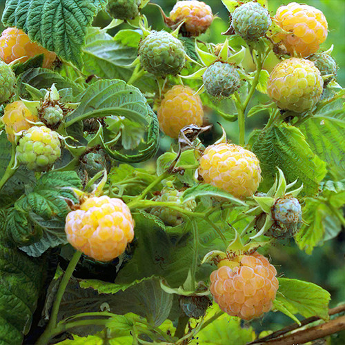 Саджанці малини Альт Голд (черенкований) - 1-річний Чернівці - фото 1