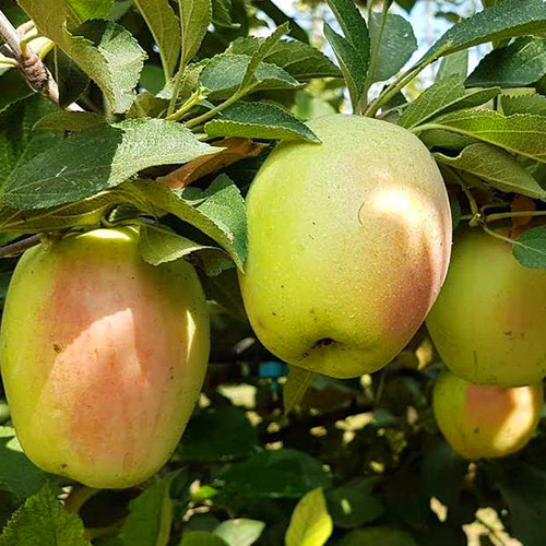 Саженцы яблони Заячья Мордочка (привитой) - 1-летний Черновцы - изображение 1