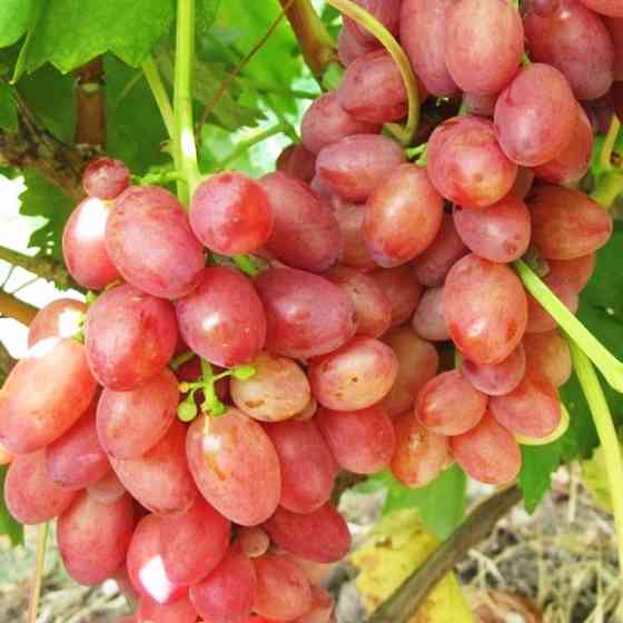 Саженцы винограда Красная Роза (черенкованный) - 2-летний Черновцы