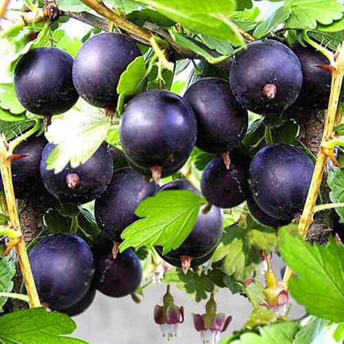 Саджанці агрусу Чорномор (черенкований) - 1-річний Чернівці