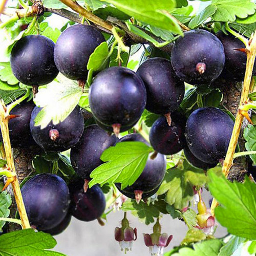 Саджанці агрусу Чорномор (черенкований) - 1-річний Чернівці - фото 1