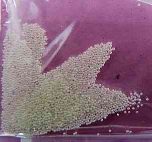 Бульонки для ногтей № 1 белый . Киев