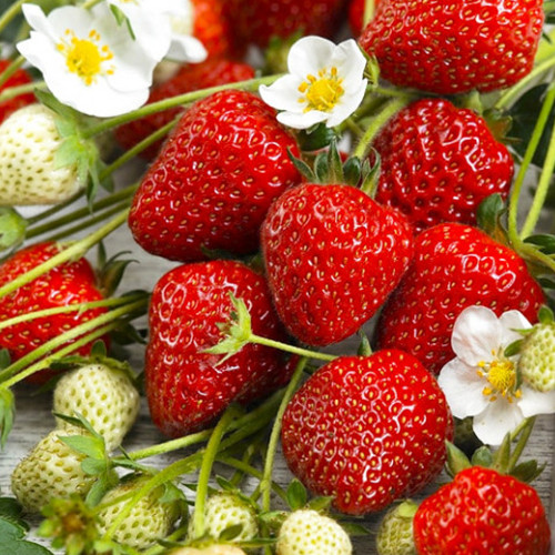 Саджанці полуниці Сенсація (10 штук) - 1-річний Чернівці - фото 1